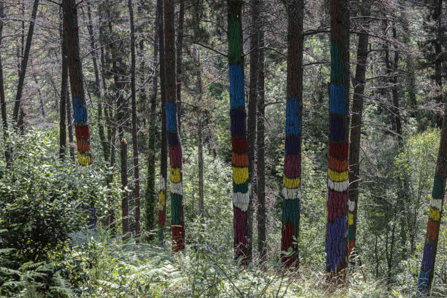 Vizcaya - Kortezubi 02 - bosque de Oma.jpg